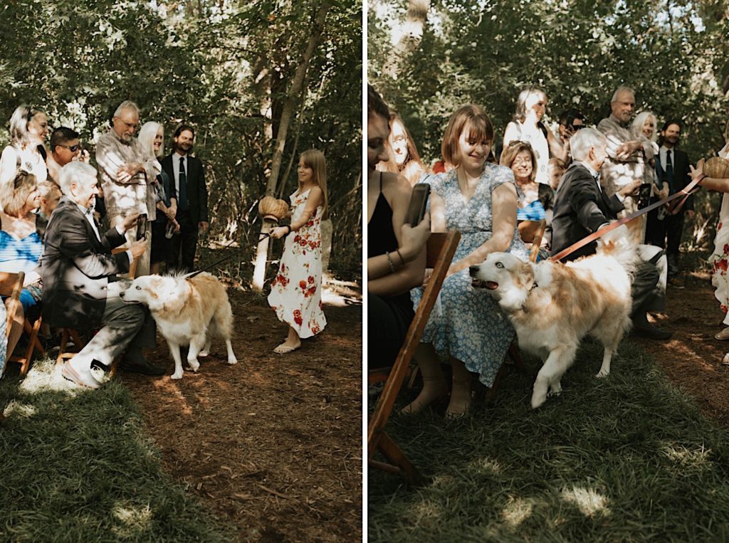 dog of honor backyard wedding ceremony