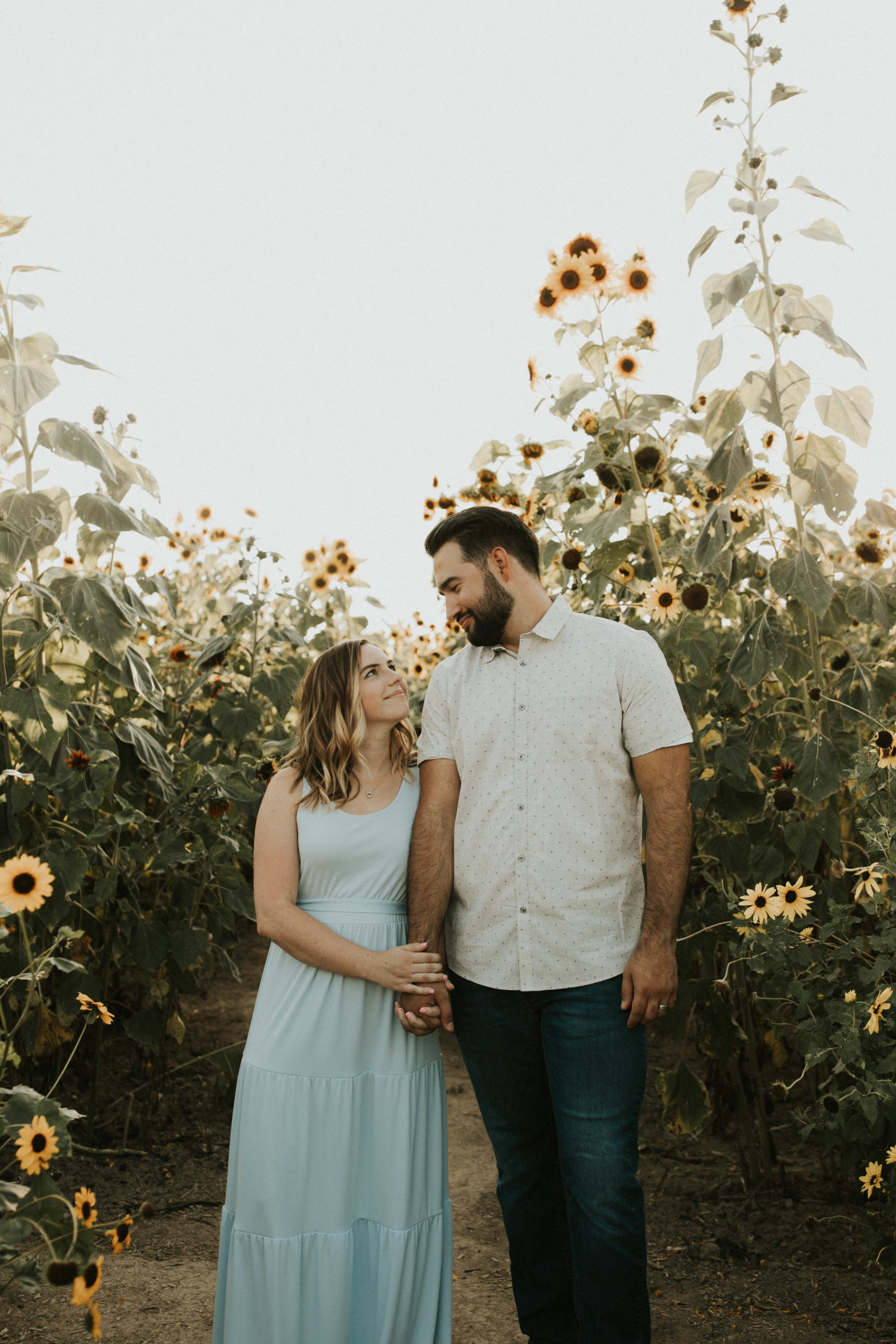 romantic-sunflower-engagement-at-sunset-in-michigan